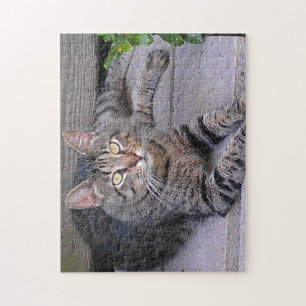 Brun Tabby katt utomhus Pussel