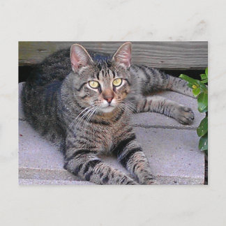 Brun Tabby katt utomhus Vykort