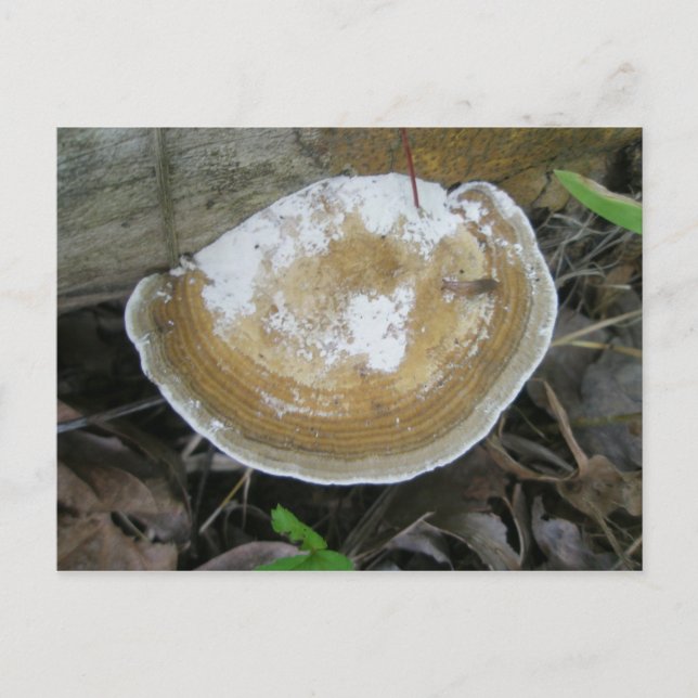 Brun Tan Bracket Fungus vykort (Framsida)