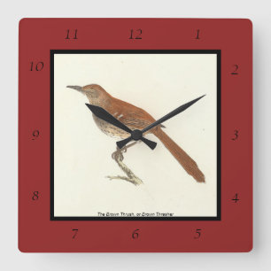 Brun Thrusch eller Brun Thrasher, New York Birds Fyrkantig Klocka