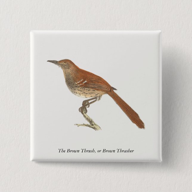 Brun Thrusch eller Brun Thrasher, New York Birds Knapp (Framsida)
