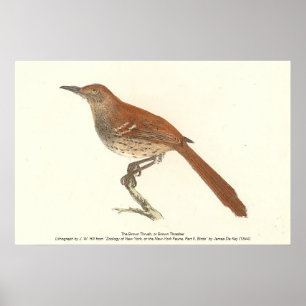 Brun Thrusch eller Brun Thrasher, New York Birds Poster
