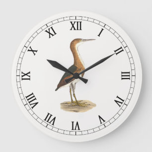 Brun Thrusch eller Brun Thrasher, New York Birds Stor Klocka