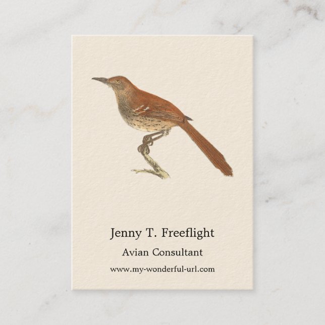 Brun Thrusch eller Brun Thrasher, New York Birds Visitkort (Framsida)