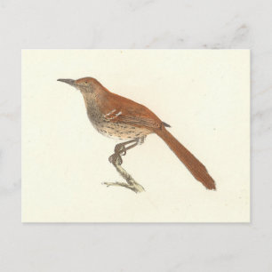 Brun Thrusch eller Brun Thrasher, New York Birds Vykort