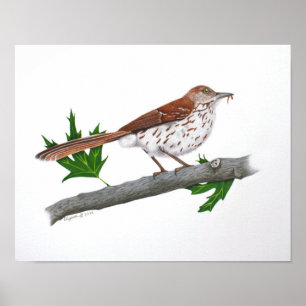 Brun torktumlare 14x11 Skriv ut Poster