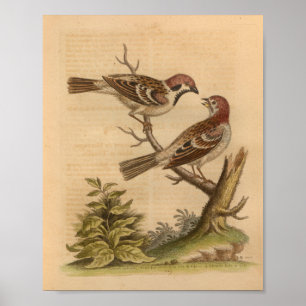Brun utskrift av vintage med brosk poster