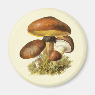 Brun Vintage svamp Magnet