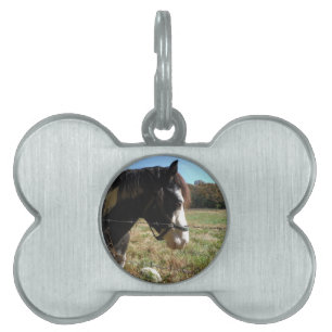 Brun&vit, målad häst, drottning Ann Snöre-blomma Namnbricka Husdjur