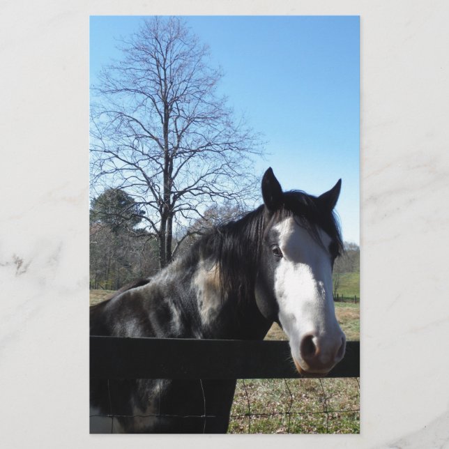 Brun&vit, målad häst, skarp blå himmel brevpapper (Framsida)