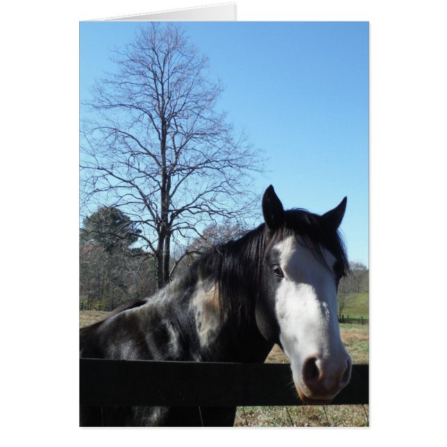 Brun&vit, målad häst, skarp blå himmel hälsningskort (Framsidan)