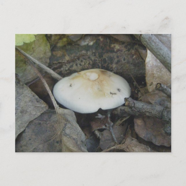 Brun vykort för övre svamprum (Framsida)