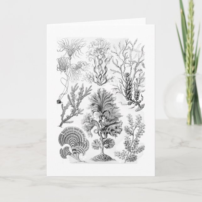 Bruna alger kort (Framsida)