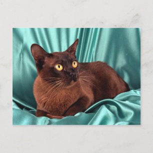 bruna burmesiska vykort