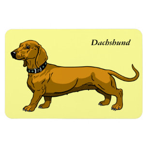 bruna dachshund magnet