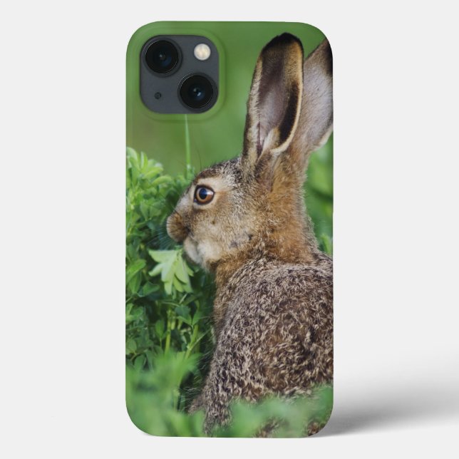 Bruna Hare, Lepuseuropaeus, ungt äta, (Baksida)