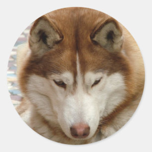 Bruna Husky klistermärkear Runt Klistermärke