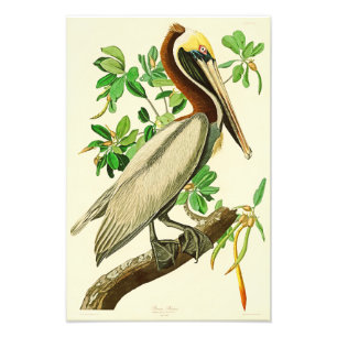 Bruna pelikanJohn James Audubon fåglar av Amerika Fototryck