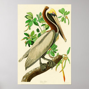 Bruna pelikanJohn James Audubon fåglar av Amerika Poster