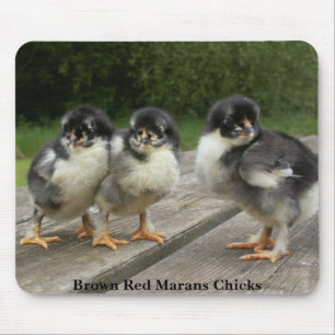 Bruna röda Marans chickar Musmatta