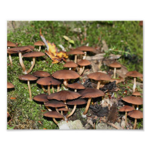 Bruna svampar Moss 10x8 Natur Fototryck