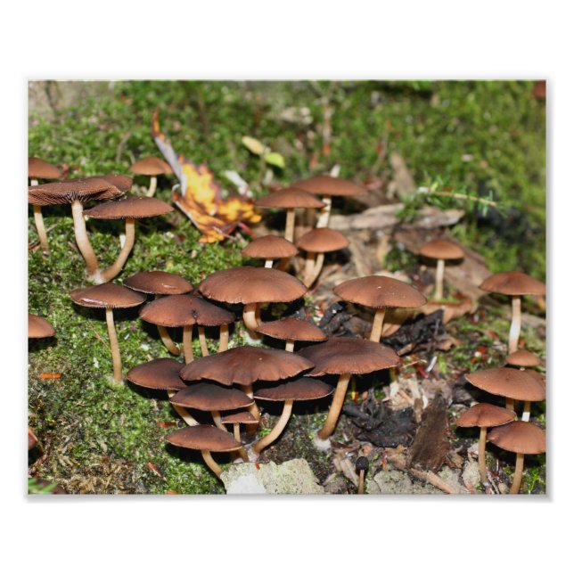 Bruna svampar Moss 10x8 Natur Fototryck (Framsidan)