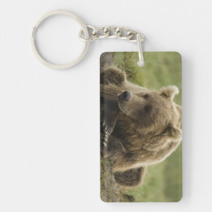 Brunbjörn, eller Coastal Grizzly Bear, Ursus