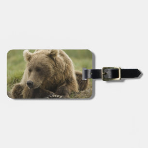 Brunbjörn, eller Coastal Grizzly Bear, Ursus Bagagebricka