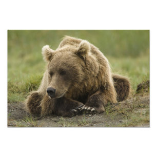 Brunbjörn, eller Coastal Grizzly Bear, Ursus Fototryck