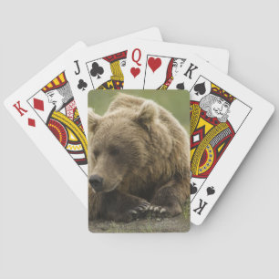 Brunbjörn, eller Coastal Grizzly Bear, Ursus Kortlek