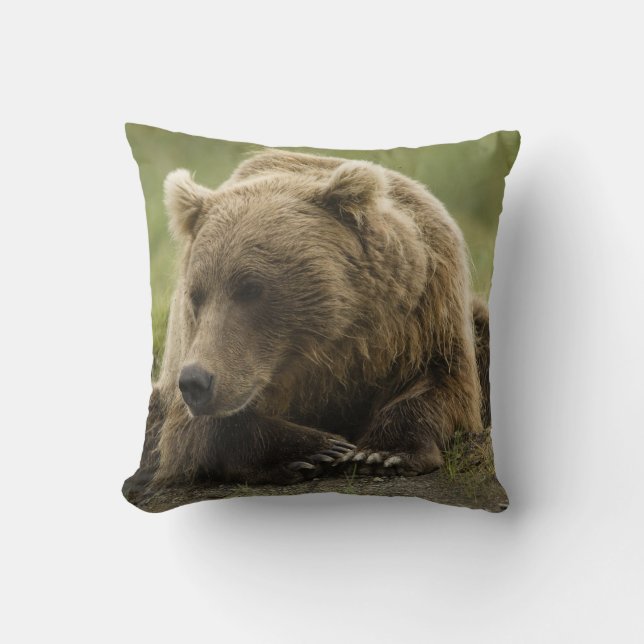 Brunbjörn, eller Coastal Grizzly Bear, Ursus Kudde (Framsida)