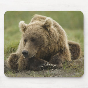 Brunbjörn, eller Coastal Grizzly Bear, Ursus Musmatta