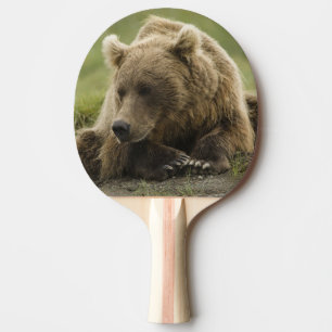 Brunbjörn, eller Coastal Grizzly Bear, Ursus Pingisracket