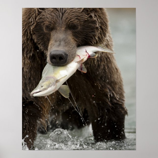 Brunbjörn, eller Coastal Grizzly Bear, Ursus Poster (Framsidan)