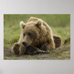 Brunbjörn, eller Coastal Grizzly Bear, Ursus Poster