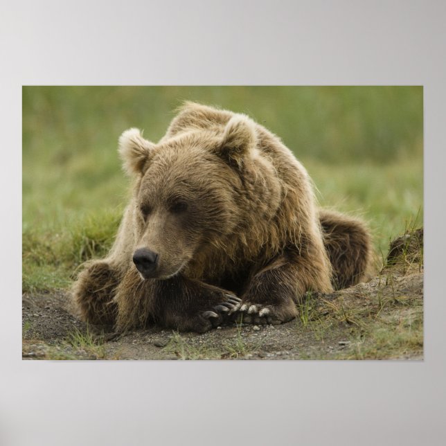 Brunbjörn, eller Coastal Grizzly Bear, Ursus Poster (Framsidan)