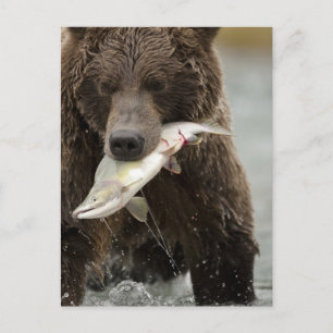 Brunbjörn, eller kustgrizzly, Ursus Vykort