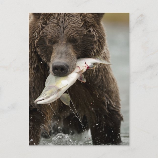 Brunbjörn, eller kustgrizzly, Ursus Vykort (Framsida)