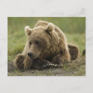Brunbjörn, eller kustgrizzly, Ursus Vykort