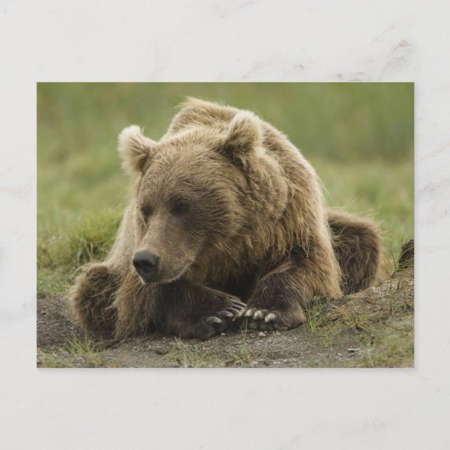 Brunbjörn, eller kustgrizzly, Ursus Vykort (Framsida)