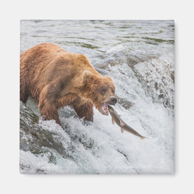 Brunbjörn fångar röd lax magnet (Framsidan)