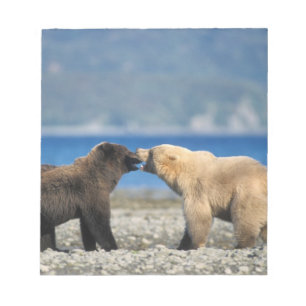 Brunbjörn, grizzlybjörn, lek på stranden, anteckningsblock