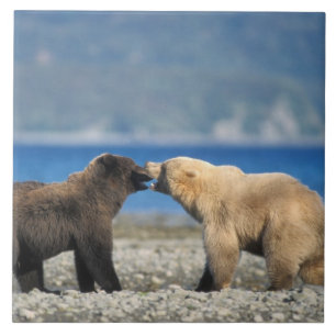 Brunbjörn, grizzlybjörn, lek på stranden, kakelplatta