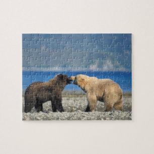 Brunbjörn, grizzlybjörn, lek på stranden, pussel