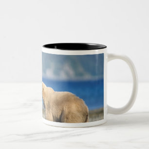 Brunbjörn, grizzlybjörn, lek på stranden, Två-Tonad mugg