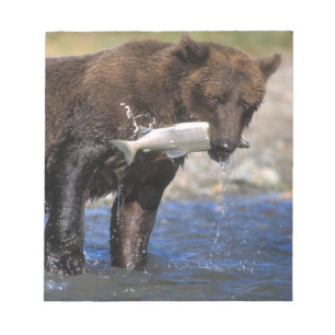 Brunbjörn, grizzlybjörn, med fångad lax, anteckningsblock