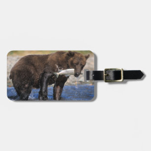 Brunbjörn, grizzlybjörn, med fångad lax, bagagebricka
