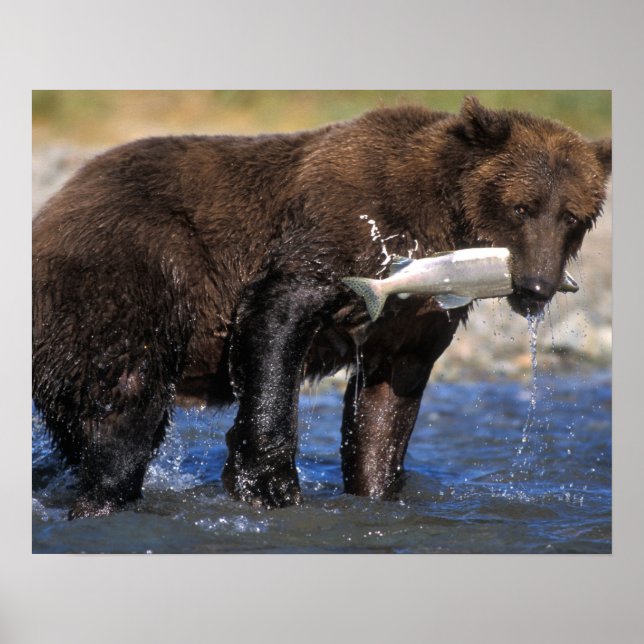 Brunbjörn, grizzlybjörn, med fångad lax, poster (Framsidan)