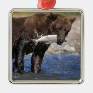 Brunbjörn, grizzlybjörn, med laxfångst, julgransprydnad metall