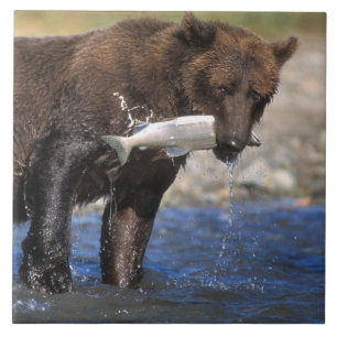 Brunbjörn, grizzlybjörn, med laxfångst, kakelplatta
